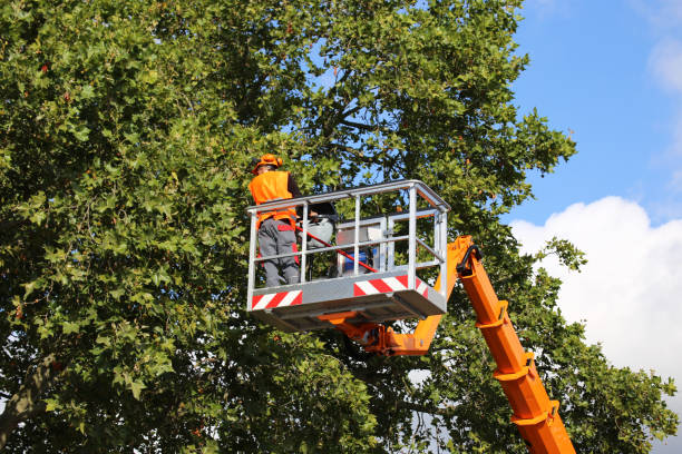 Best Hazardous Tree Removal  in Bigfoot, TX